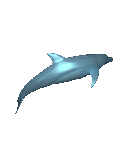 lil dolphin morphing